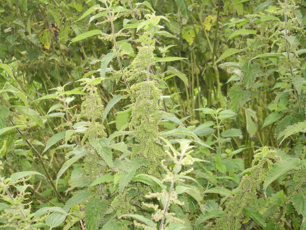 0215nETTLE.jpg